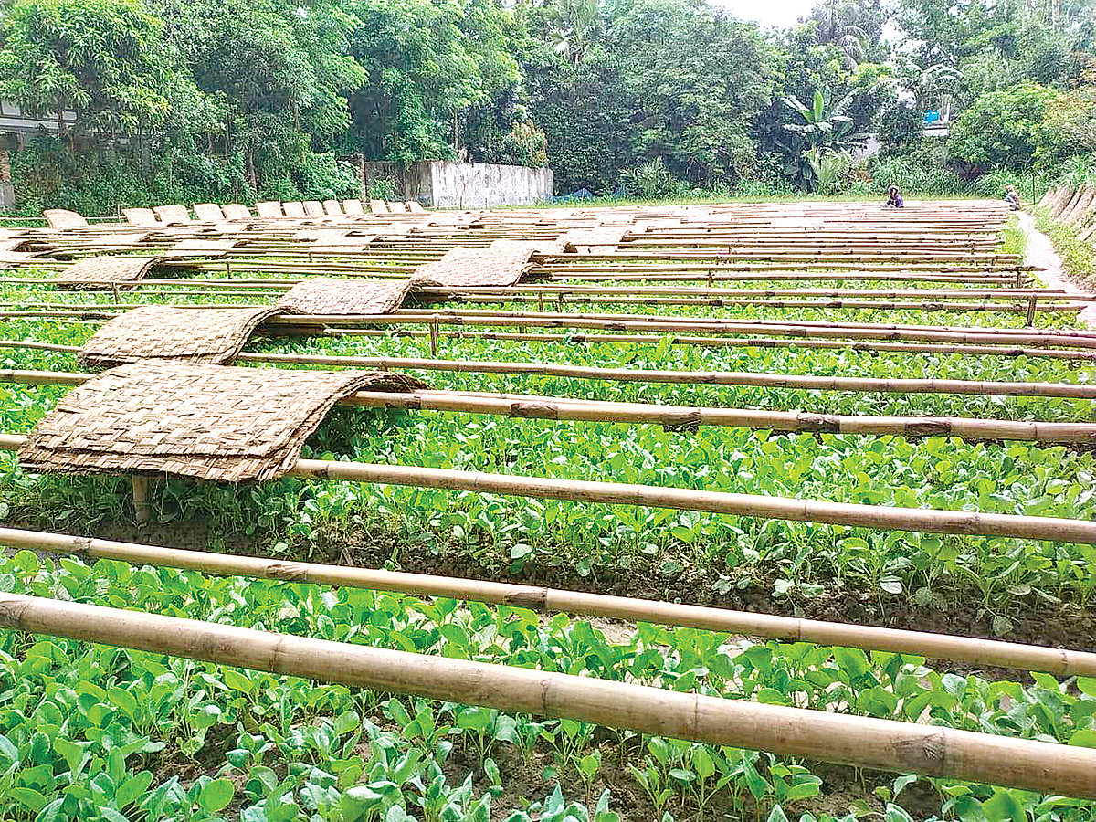মুন্সিগঞ্জে বিশেষ পদ্ধতিতে শীতকালীন সবজির চারা উৎপাদন করা হয়। সদর উপজেলার জোড়ার দেওল এলাকায়