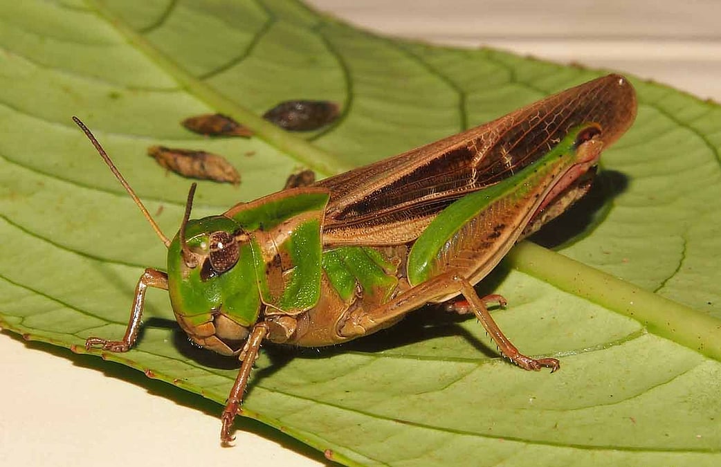 Orenburg, fohisha qidirmoqda U pul uchun kochada kokraklarini korsatdi.