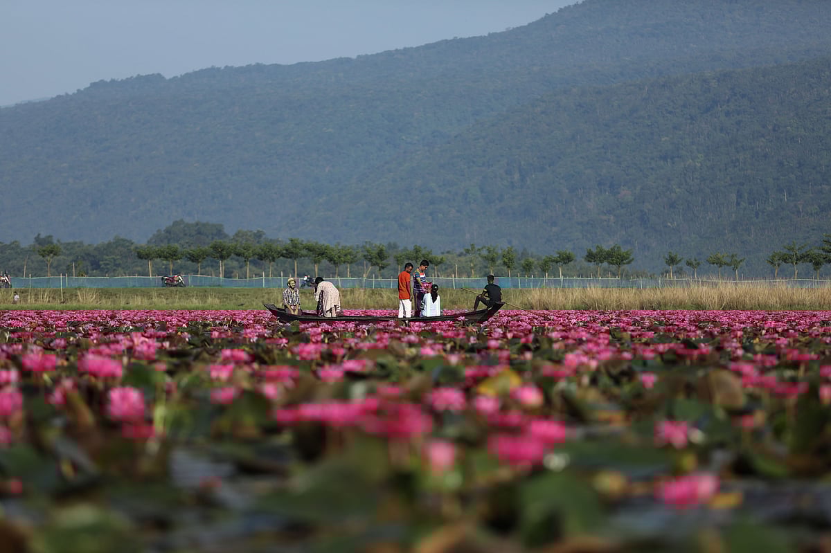 সিলেটের জৈন্তাপুরের ডিবির হাওর যেন লাল শাপলার রাজ্য