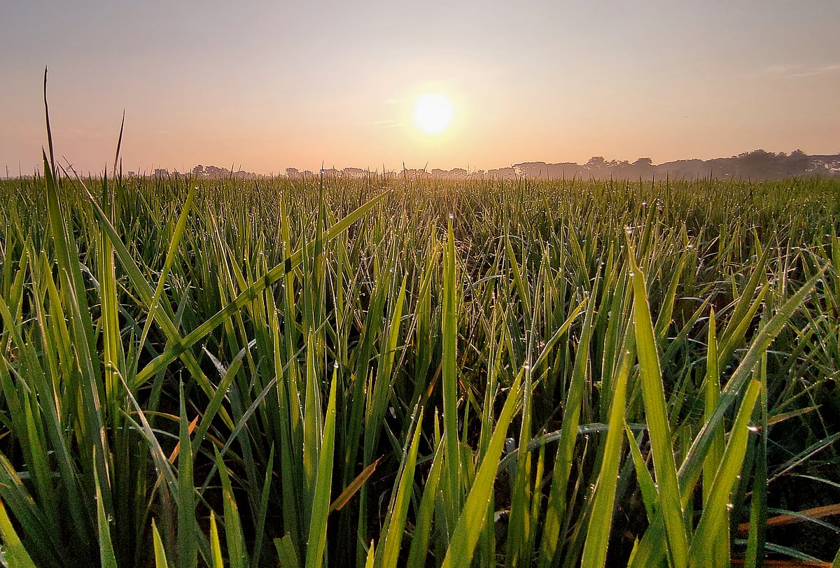 হেমন্তের আগমনী বার্তার জানান দিয়েছে বিন্দু বিন্দু শিশির। বাংলাদেশ কৃষি বিশ্ববিদ্যালয় ক্যাম্পাসে