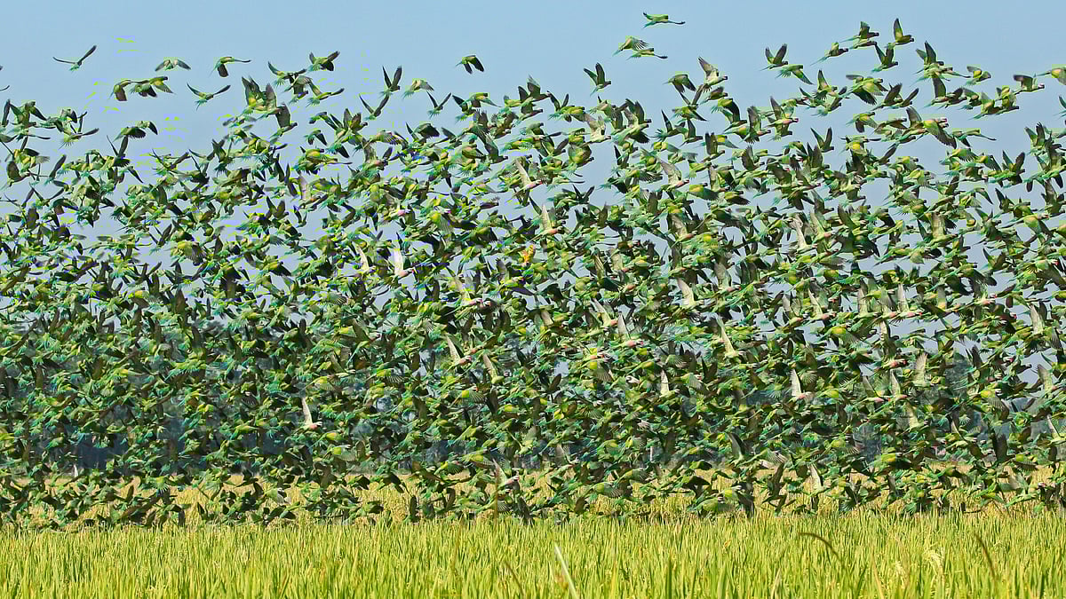 চট্টগ্রামের গুমাই বিলে টিয়া পাখির ঝাঁক