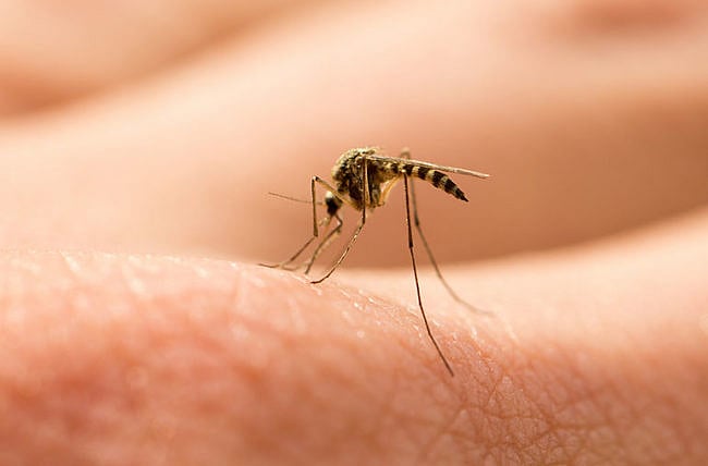 মশা থেকে অনেক রোগ ছড়ায়