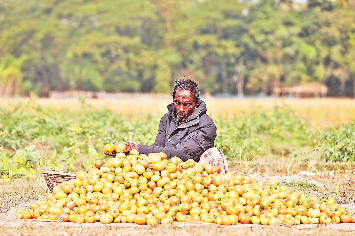 সিলেট সদর উপজেলার বিভিন্ন গ্রামে এবার টমেটোর ভালো ফলন হয়েছে। প্রতিদিন খেত থেকে সেই টমেটো তুলে বিক্রির জন্য বাছাই করেন চাষিরা। মানভেদে পাইকারি দরে প্রতি কেজি টমেটো বিক্রি হচ্ছে ৩০ থেকে ৪০ টাকায়। গতকাল সদরের উমাইরগাঁও এলাকায়