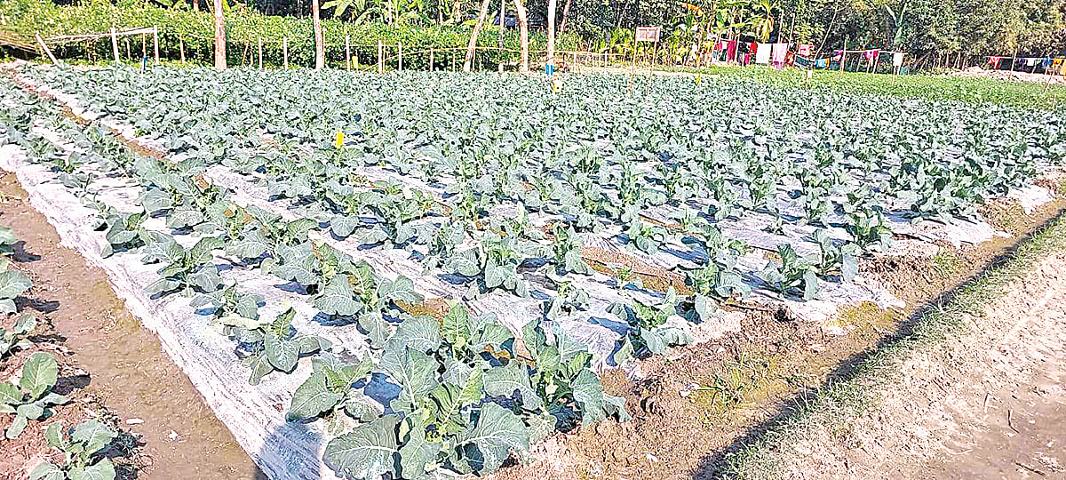 নীলফামারীর সৈয়দপুরে মালচিং পদ্ধতিতে চাষাবাদ চলছে। বোতলাগাড়ী ইউনিয়নে