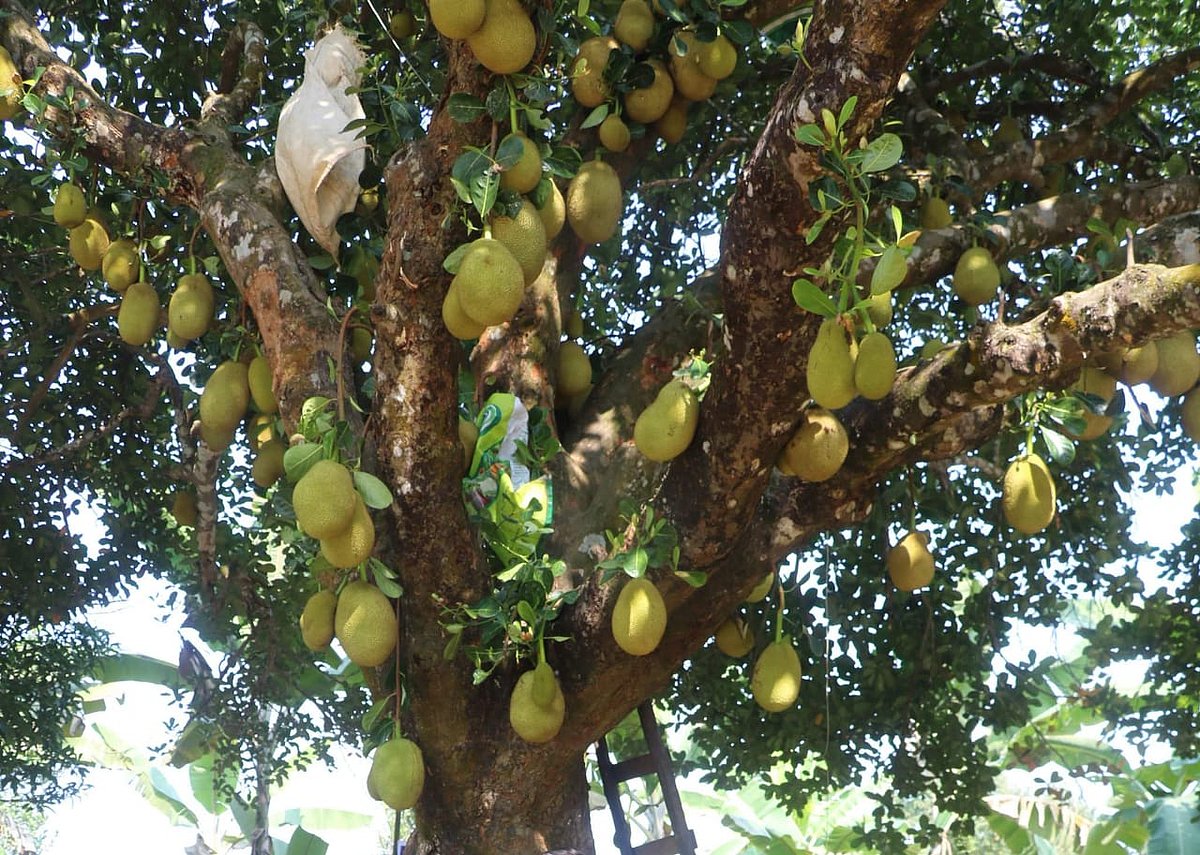 কাঁঠালের ভাইবোন