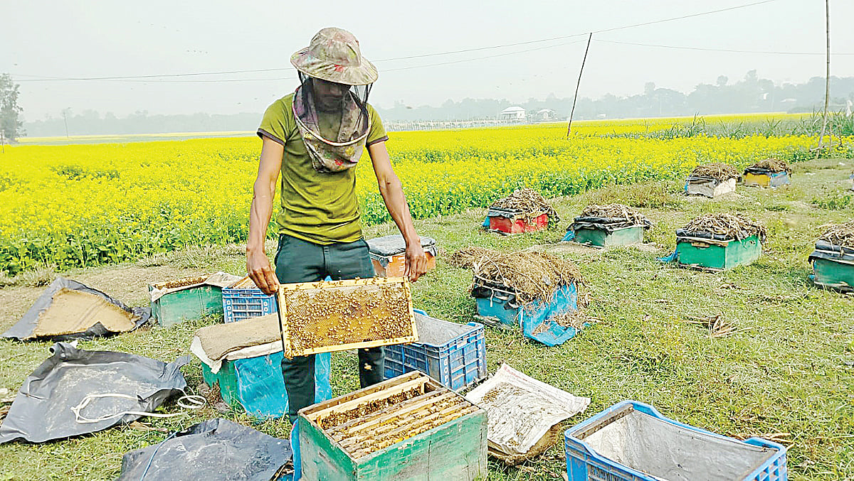 শর্ষে ফুল থেকে মধু সংগ্রহ করছেন মৌচাষি। মানিকগঞ্জ সদর উপজেলার দীঘি গ্রামে