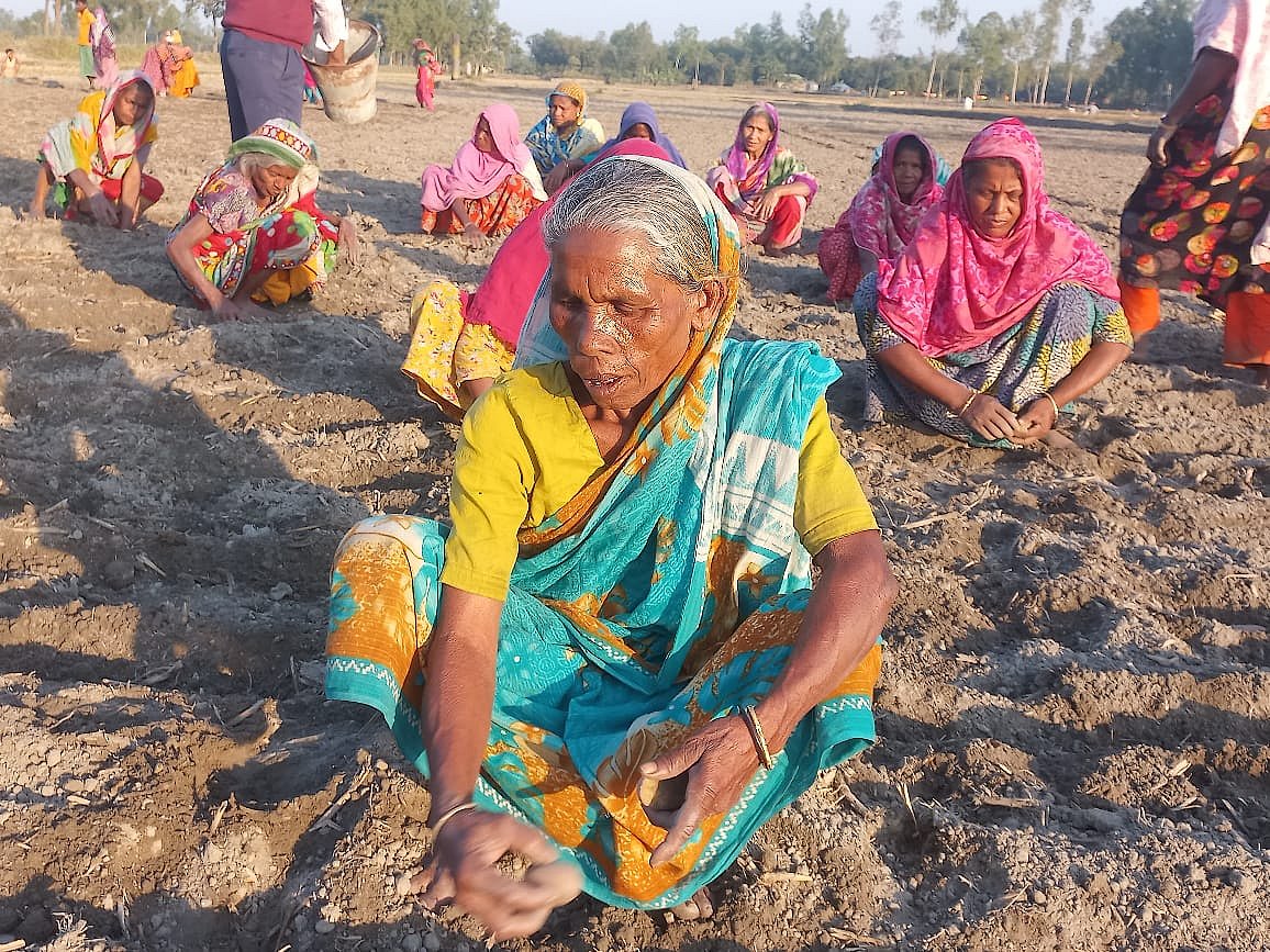 আলু ও তামাক রোপণ এবং উত্তোলনে নারী শ্রমিকেরাই একমাত্র ভরসা। কিন্তু মজুরির ক্ষেত্রে তাঁদের সঙ্গে পুরুষ শ্রমিকের রয়েছে বিস্তর ফারাক