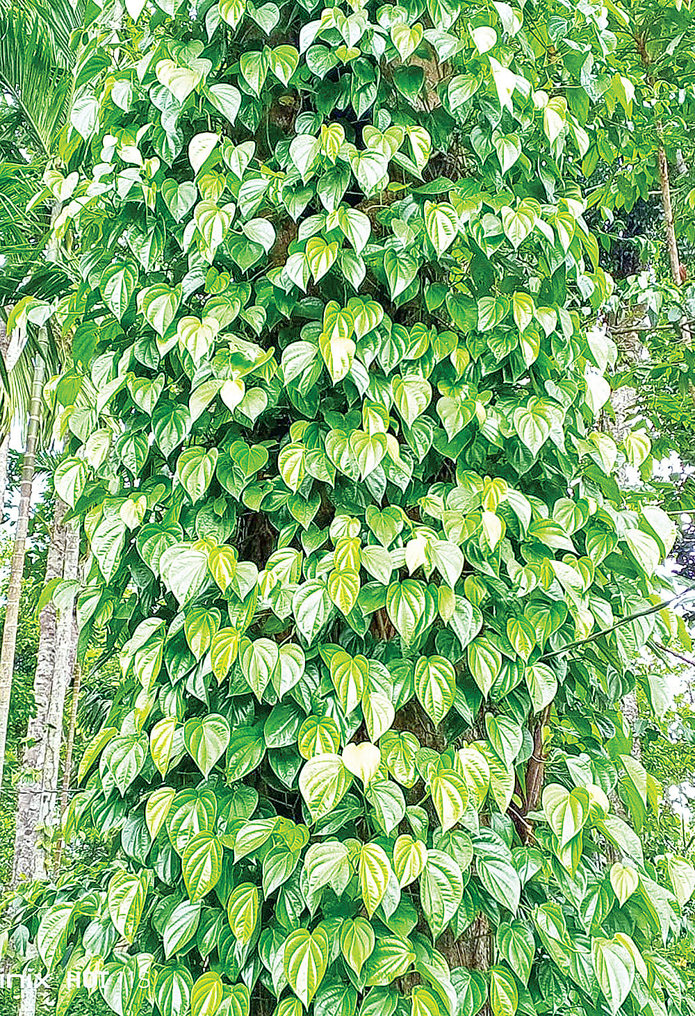 জুমে গাছে গাছে খাসিয়া পান। সম্প্রতি লাউয়াছড়া পুঞ্জিতে