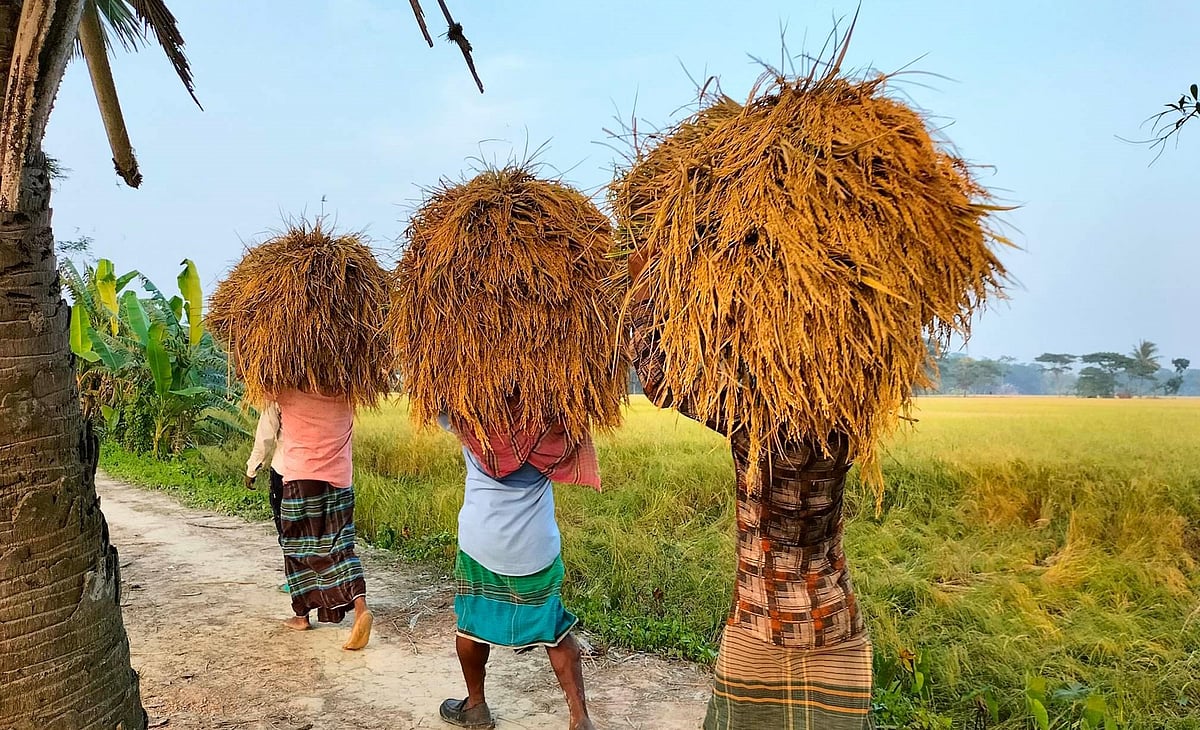 আমন ধান কাটা শুরু হয়েছে। ধানের আঁটি মাথায় নিয়ে খেত থেকে বাড়ি যাচ্ছেন একদল কৃষক। গত রোববার বরগুনার আমতলী উপজেলার কেওড়াবুনিয়া গ্রামে