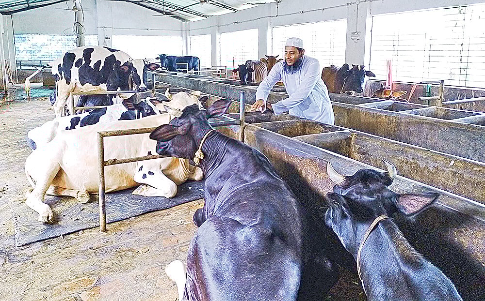 নিজের সমন্বিত খামারে গরুর পরিচর্যা করছেন আবদুল মান্নান। সম্প্রতি নওগাঁর রানীনগর উপজেলার মালশন গ্রামে