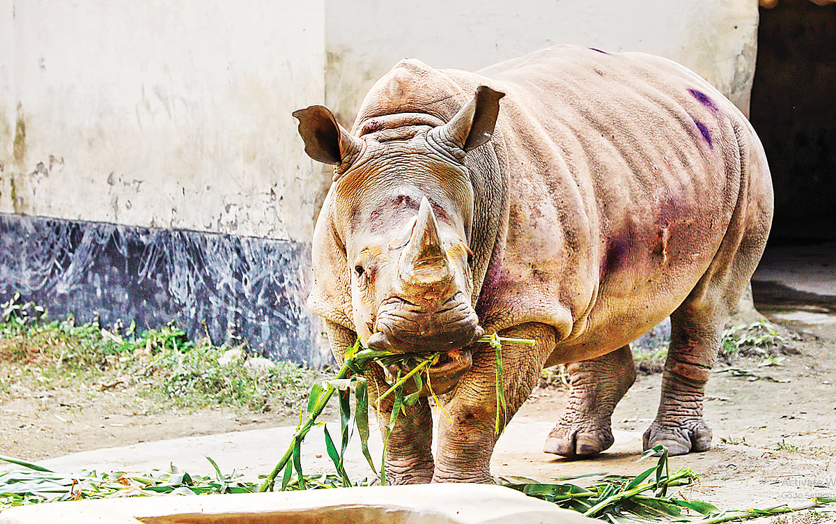 জাতীয় চিড়িয়াখানায় ঘাস খাচ্ছে মাদি গন্ডারটি। সম্প্রতি তোলা