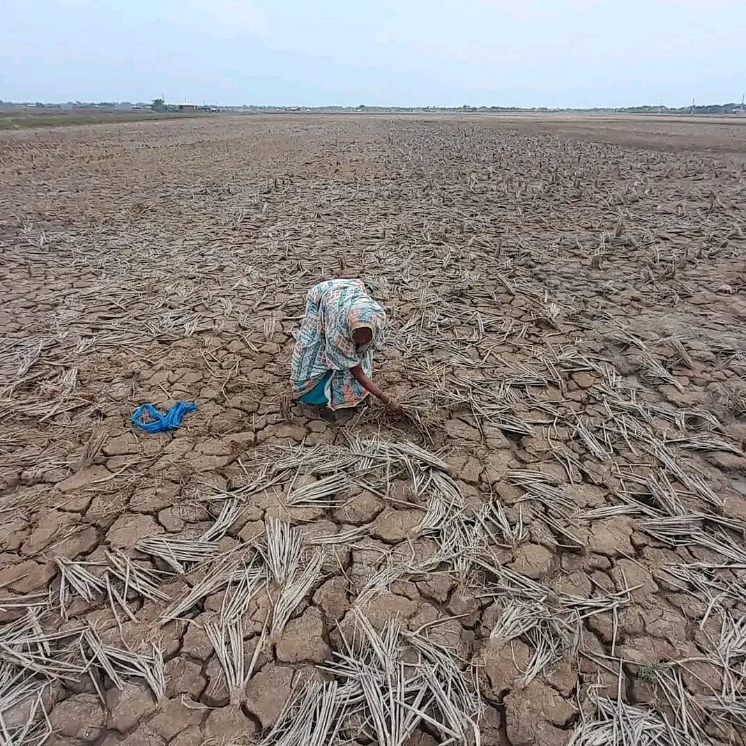লবণাক্ততার কারণে অনেক জমিতে চাষ হয় না। ফেটে চৌচির হয়ে গেছে। খুলনার ৬ নম্বর কয়রা এলাকায়