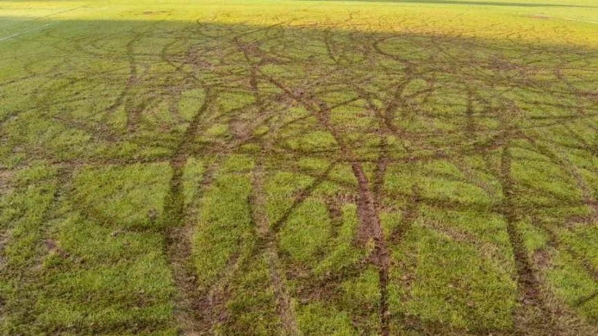 বাইক চালিয়ে এভাবেই মাঠ নষ্ট করা হয়েছে