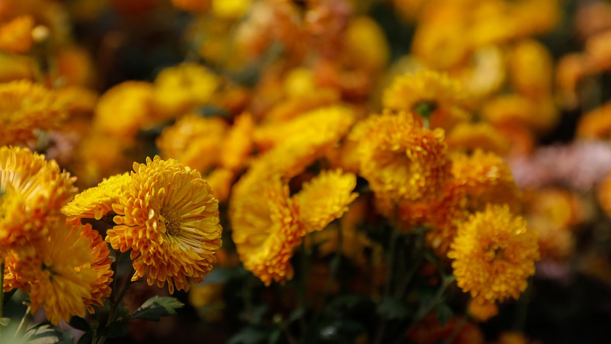 যত্ন নিলে শীতে লাগানো ফুল ভালো থাকবে বসন্তেও