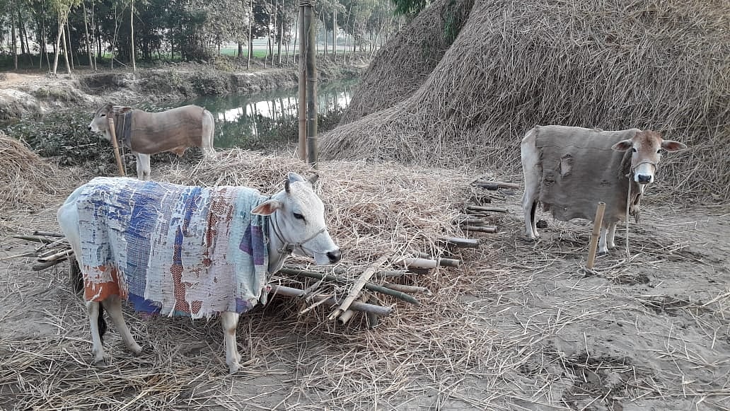 দেশের সর্ব–উত্তরের জেলা পঞ্চগড়ে জেঁকে বসেছে শীত। তীব্র শীতে মানুষের পাশাপাশি কাবু হয়ে পড়েছে গৃহপালিত প্রাণী। ঠান্ডা থেকে রক্ষায় গরুকে ঢেকে দেওয়া হয়েছে কাঁথা ও পাটের চটে। বানপাড়া, মাগুরা, পঞ্চগড়
