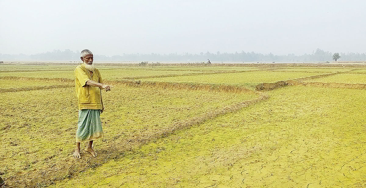 শেরপুরের নালিতাবাড়ী উপজেলায় দুদুয়ার খালে পানি না থাকায় ক্ষতিগ্রস্ত হচ্ছে ৩০০ একর বোরো খেত। গতকাল রূপাকুড়া গ্রামে