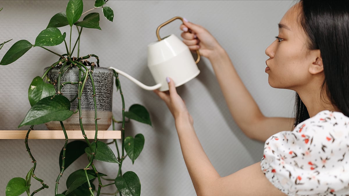 গাছে পানি দিতে নিয়ম মানা জরুরি