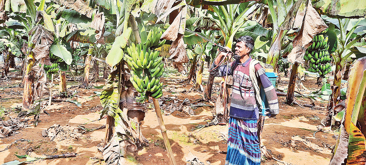 টাঙ্গাইলের মধুপুর উপজেলার একটি কলাবাগানে ছত্রাকনাশক রাসায়নিক  স্প্রে করছেন  একজন চাষি। গত শুক্রবার মহিষমারা গ্রামে