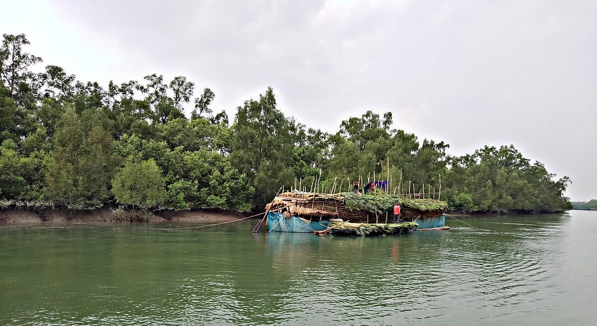 গোলপাতা আহরণের পর নৌকায় সাজিয়ে রাখতে ব্যস্ত বাওয়ালীরা। গত রোববার সুন্দরবনের ঝপঝোপিয়া নদী তীরবর্তী এলাকায়