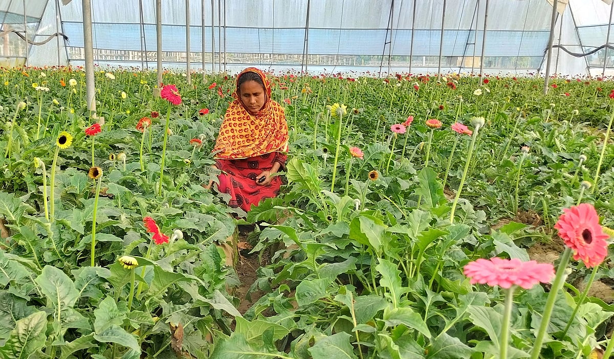 ১০ কাঠা জমি দিয়ে জারবেরা ফুল চাষ শুরু করেছিলেন সাজেদা বেগম। এখন তা বেড়ে সাড়ে চার বিঘায় দাঁড়িয়েছে। সম্প্রতি যশোরের ঝিকরগাছা উপজেলার হাড়িয়া গ্রামে