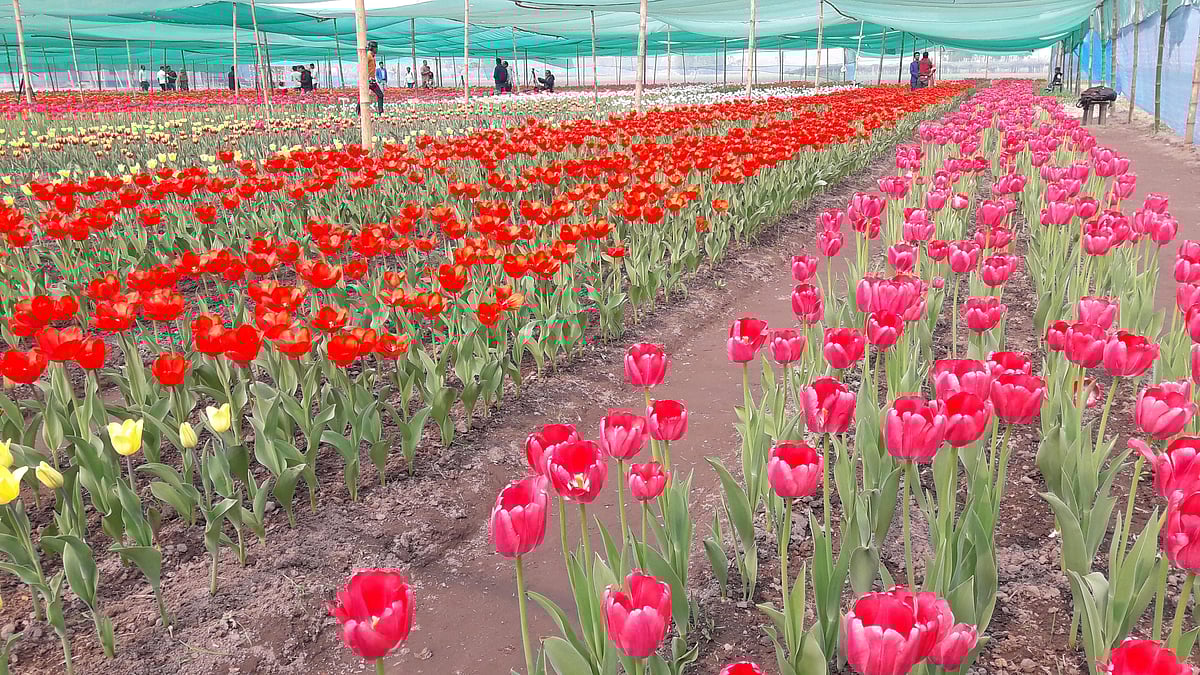 রাজসিক সৌন্দর্য ছড়ানো এই টিউলিপ বাগানের অবস্থান দেশের সর্ব উত্তরের জেলা পঞ্চগড়ের তেঁতুলিয়া উপজেলার দর্জিপাড়া এলাকায়