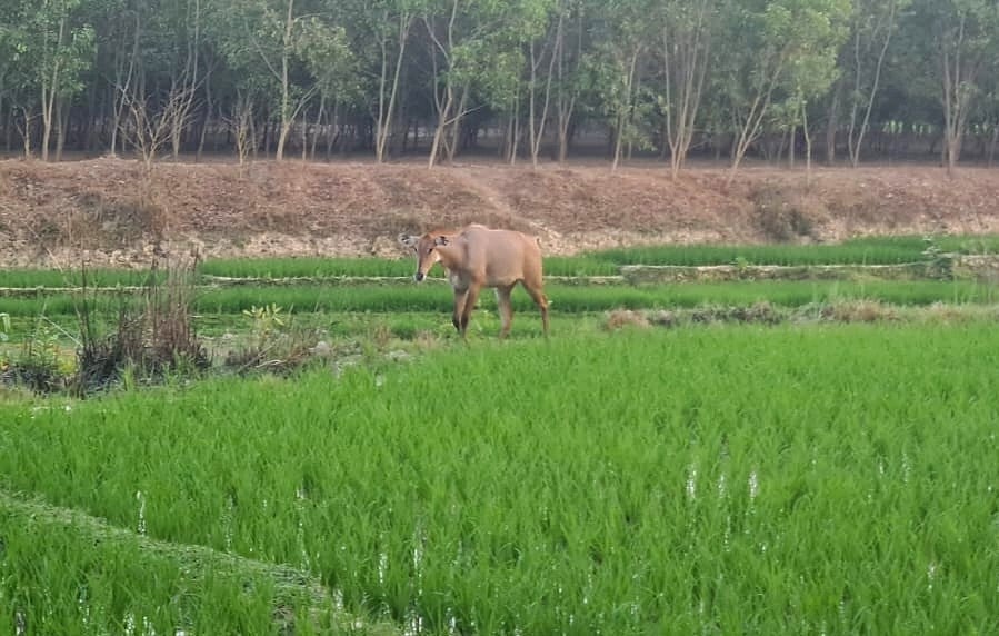 দলছুট নীলগাইটিকে বিকেলে বনের পাশে ঘাস খেতে দেখা যায়। রোববার দিনাজপুরের বিরল উপজেলার কালিয়াগঞ্জ শালবন–সংলগ্ন কামদেবপুর এলাকায়