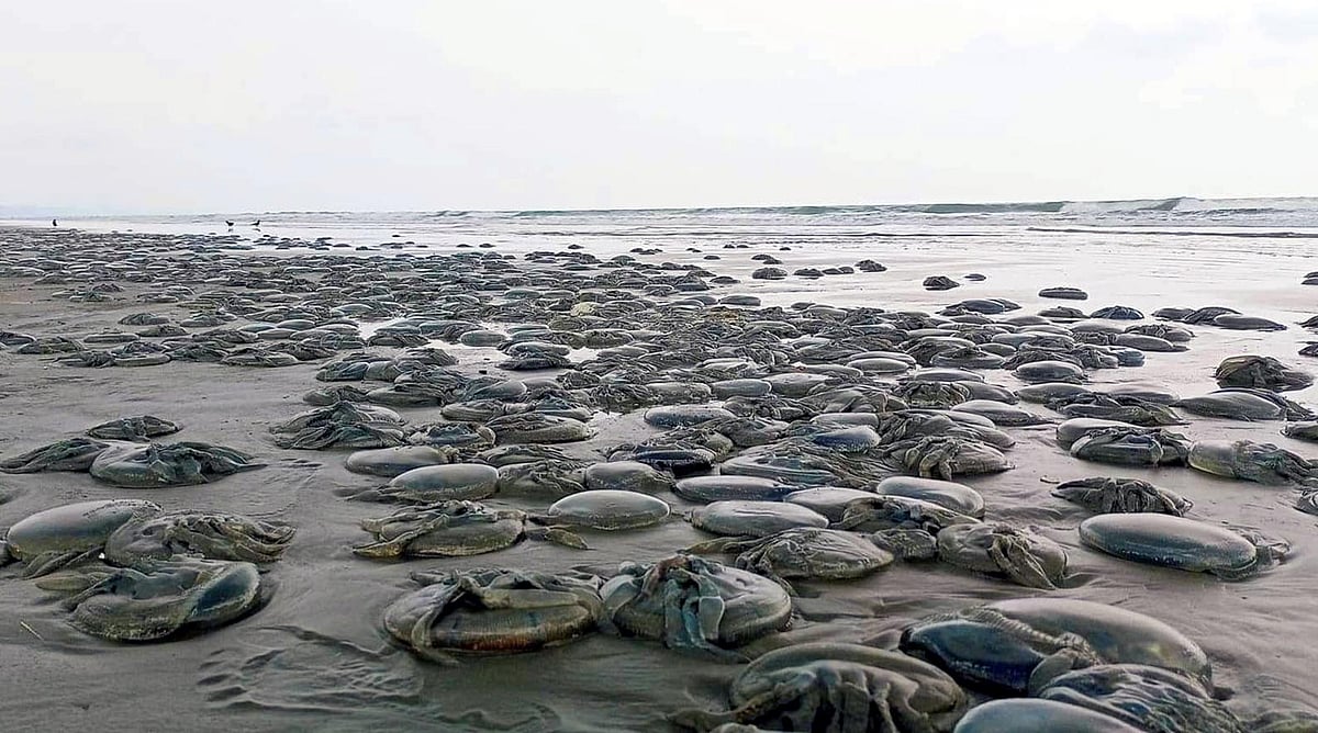 কক্সবাজার সমুদ্রসৈকতের কলাতলী পয়েন্টে মঙ্গলবার বিকেলের জোয়ারে ভেসে আসা মরা জেলিফিশ