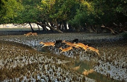 সুন্দরবনের কটকায় একদল চিত্রা হরিণ ছোট খাল পার হচ্ছে