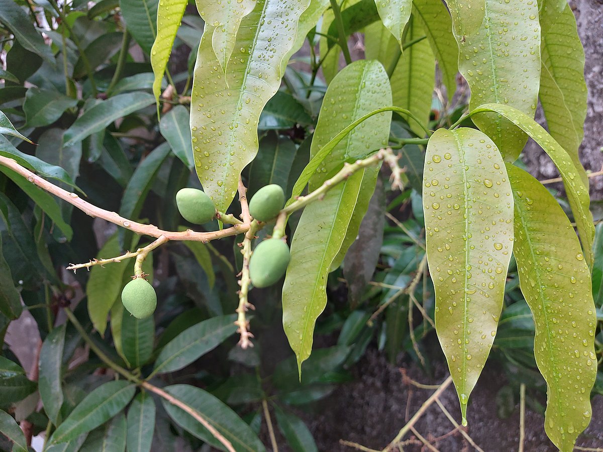 রাজশাহীতে মৌসুমের প্রথম বৃষ্টি হয়েছে। ঝোড়ো বাতাস ছাড়া বৃষ্টির পর রোদ ওঠায় আমের জন্য ভালো হবে বলছেন কৃষি সম্প্রসারণ কর্মকর্তারা। শনিবার দুপুরে