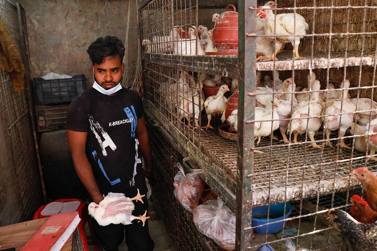 প্রতি কেজি ব্রয়লার মুরগি বিক্রি হচ্ছে ২৪৫–২৫০ টাকায়। আজ ঢাকার কারওয়ান বাজারে