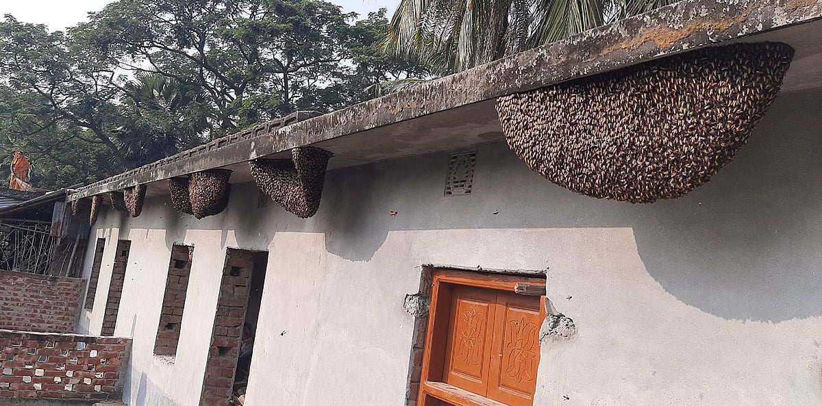 একতলা বাড়ির ছাদের কার্নিশে চাক বানিয়ে বাসা বেধেছে মৌমাছি। সোমবার নওগাঁর মান্দা উপজেলার ফেটগ্রামের একটি বাড়িতে