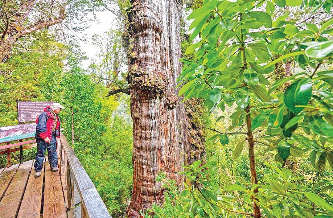 চিলির লস রিওস অঞ্চলের জঙ্গলে পাওয়া ‘গ্রেট গ্র্যান্ডফাদার’ নামে পরিচিত এই গাছের বয়স অন্তত পাঁচ হাজার বছর বলে মনে করছেন বিজ্ঞানীরা। ঘণ্টার পর ঘণ্টা হেঁটে এই গাছ দেখতে যাচ্ছেন উৎসুক মানুষ