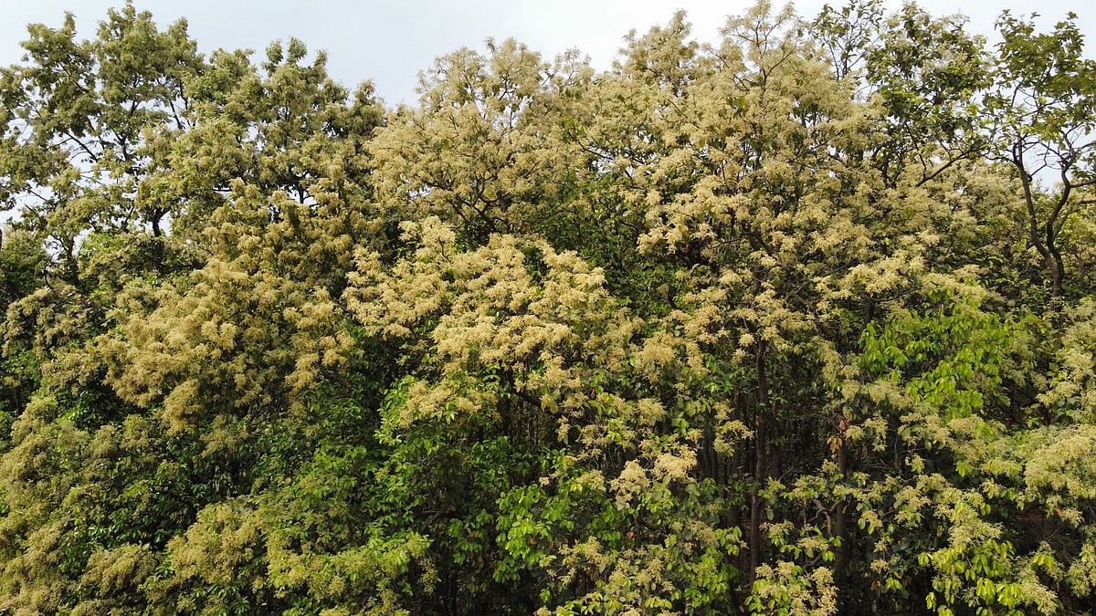 বসন্তের শেষে শাল-গজারি বন ফুলে ফুলে ছেয়ে গেছে। মাইলের পর মাইল যেন ফুলের বিছানা পাতা। সম্প্রতি কাপাসিয়ার ভাওয়াল বনে