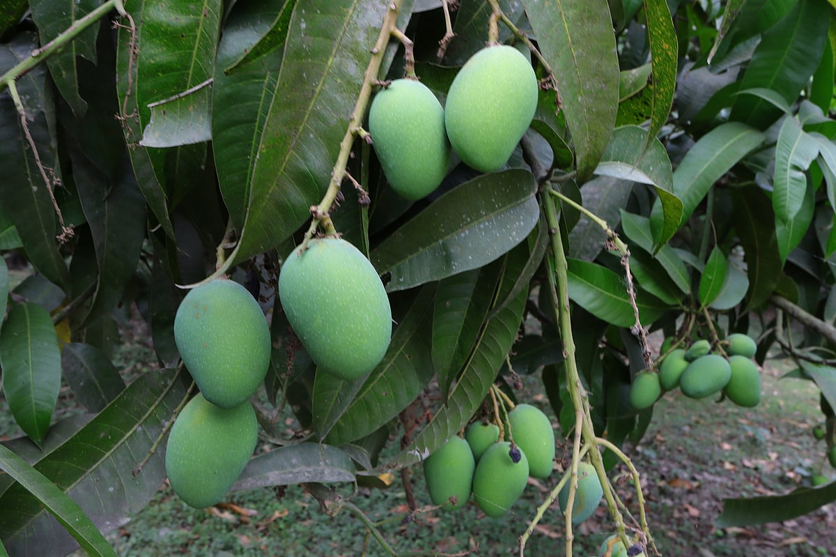 রাজশাহীর আমবাগানে এক দুপুর | প্রথম আলো