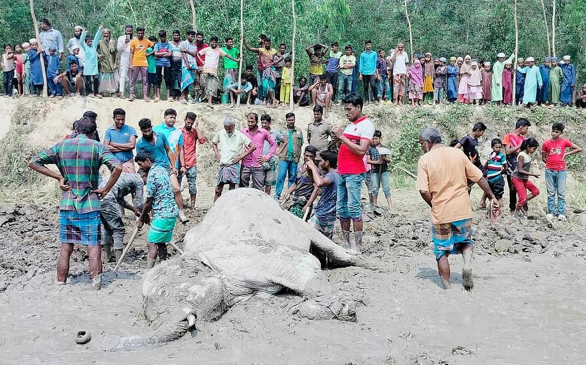 শেরপুরের ঝিনাইগাতী উপজেলার গারো পাহাড় এলাকা থেকে উদ্ধার করা হাতির লাশ। শনিবার সকালে উপজেলার কাংশা ইউনিয়নের সীমান্তঘেঁষা পশ্চিম বাকাকুড়া গ্রামে