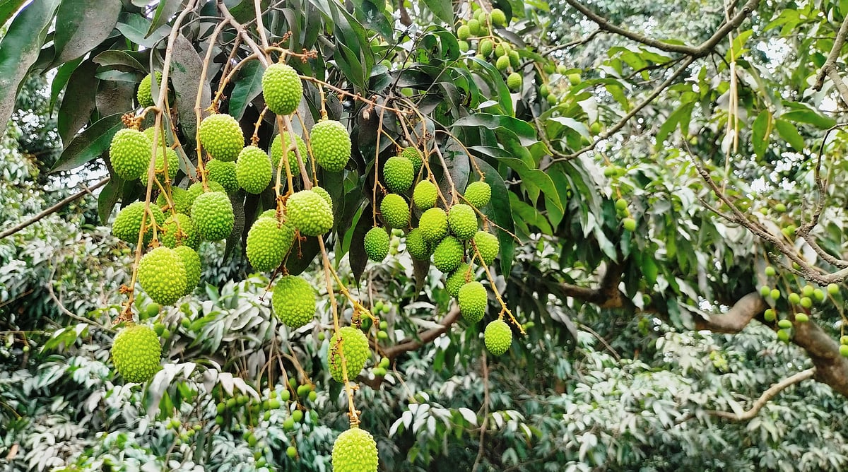 গাছে গাছে এখন সবুজ রঙের থোকা থোকা লিচু ঝুলে আছে। মঙ্গলবার দুপুরে সদর উপজেলার উলিপুর এলাকায়