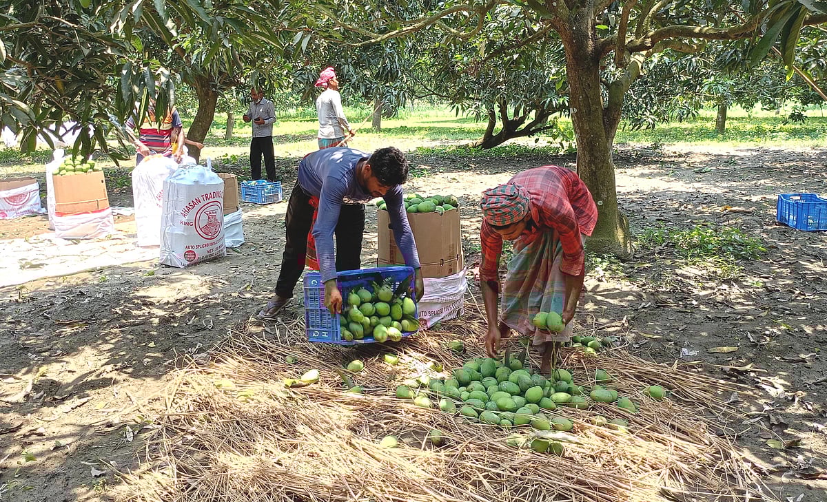 রাজশাহীর চারঘাট উপেজলার মুংলি গ্রামে আম পাড়া হচ্ছে। ব্যবসায়ীদের দাবি, আচারের জন্য কাঁচা আম পাড়ছেন তাঁরা। গতকাল দুপুরে জেলার চারঘাট উপজলার মুংলি গ্রামে