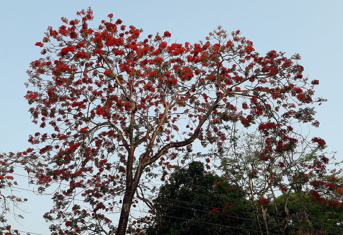 কৃষ্ণচূড়ার লালে এখন রঙিন মৌলভীবাজার শহর। শহরের কোর্ট রোডে