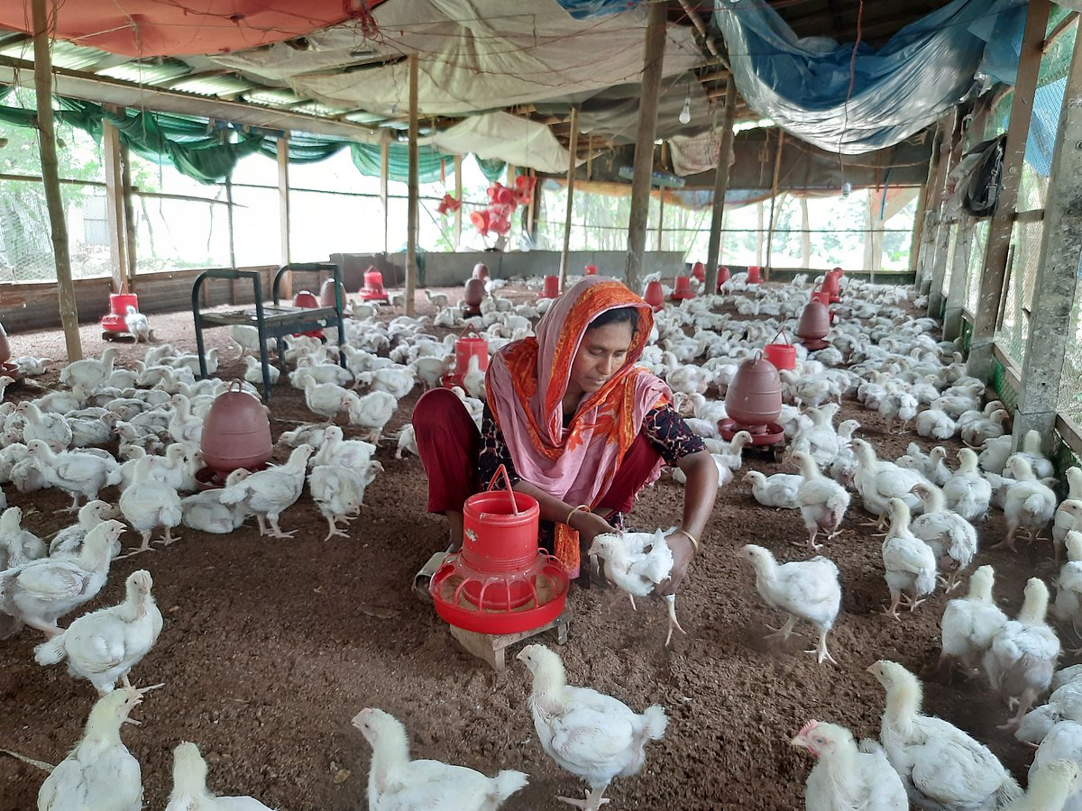 পোলট্রি মুরগির খামারে কাজ করছেন নারী শ্রমিক।