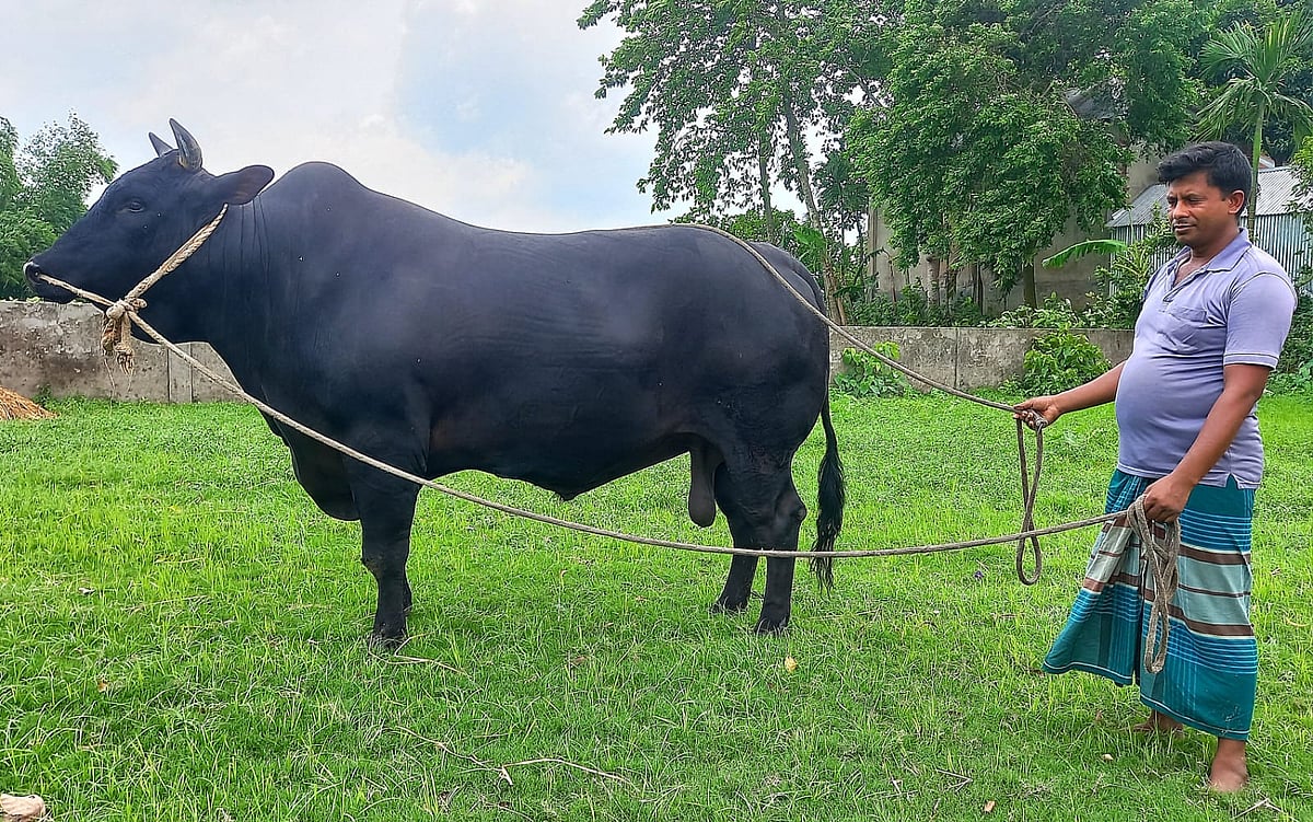 শাহীওয়াল (ক্রস) জাতের ষাঁড় ‘কালো ফকির’–এর সঙ্গে মালিক কিশোরগঞ্জের করিমগঞ্জ উপজেলার গুণধর ইউনিয়নের দক্ষিণ আশাতকা গ্রামের কৃষক সবুজ ফকির