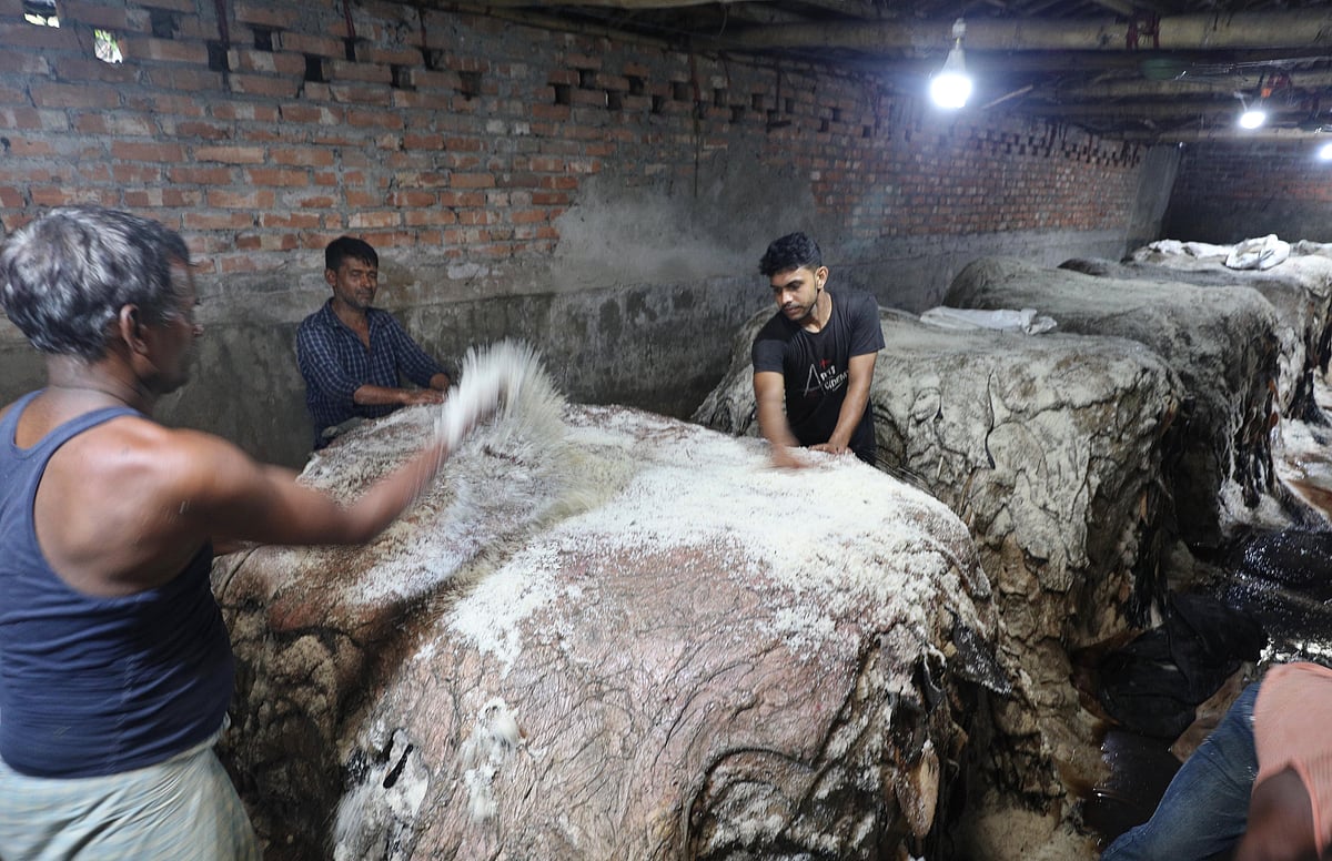 লবণ দিয়ে কোরবানির পশুর চামড়া সংরক্ষণের কাজে ব্যস্ত আড়তশ্রমিকেরা