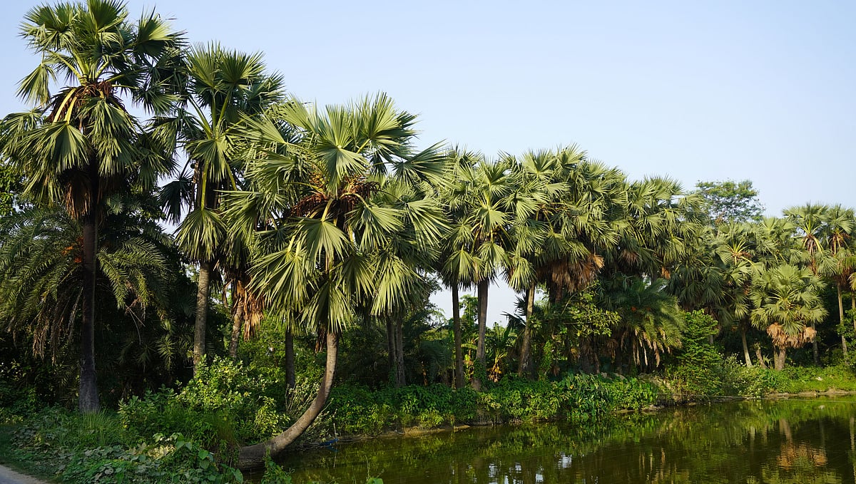 কাকিলাদহ গ্রামের বিভিন্ন পুকুরপাড়ে এভাবে ছড়িয়ে–ছিটিয়ে আছে তালগাছ। কুষ্টিয়া মিরপুর উপজেলায়