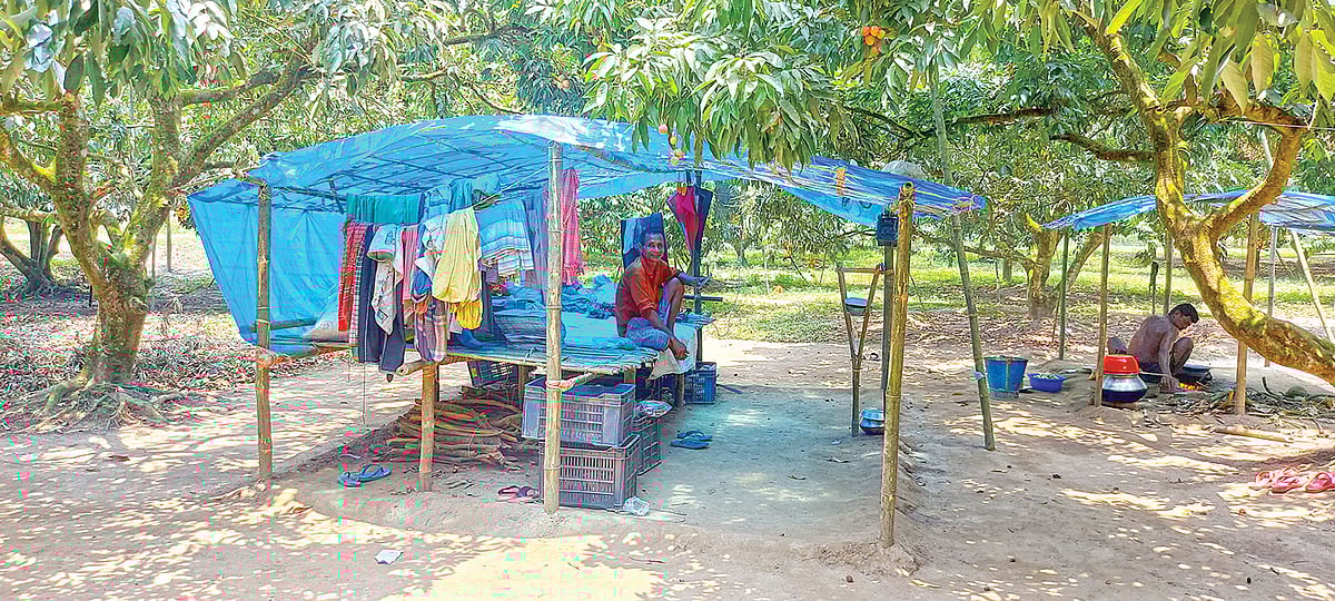 পলিথিনের ছাপরা থেকে লিচুবাগানের দেখভাল করেন ব্যবসায়ীরা। গতকাল ঠাকুরগাঁও সদর উপজেলার গোবিন্দনগর এলাকায়