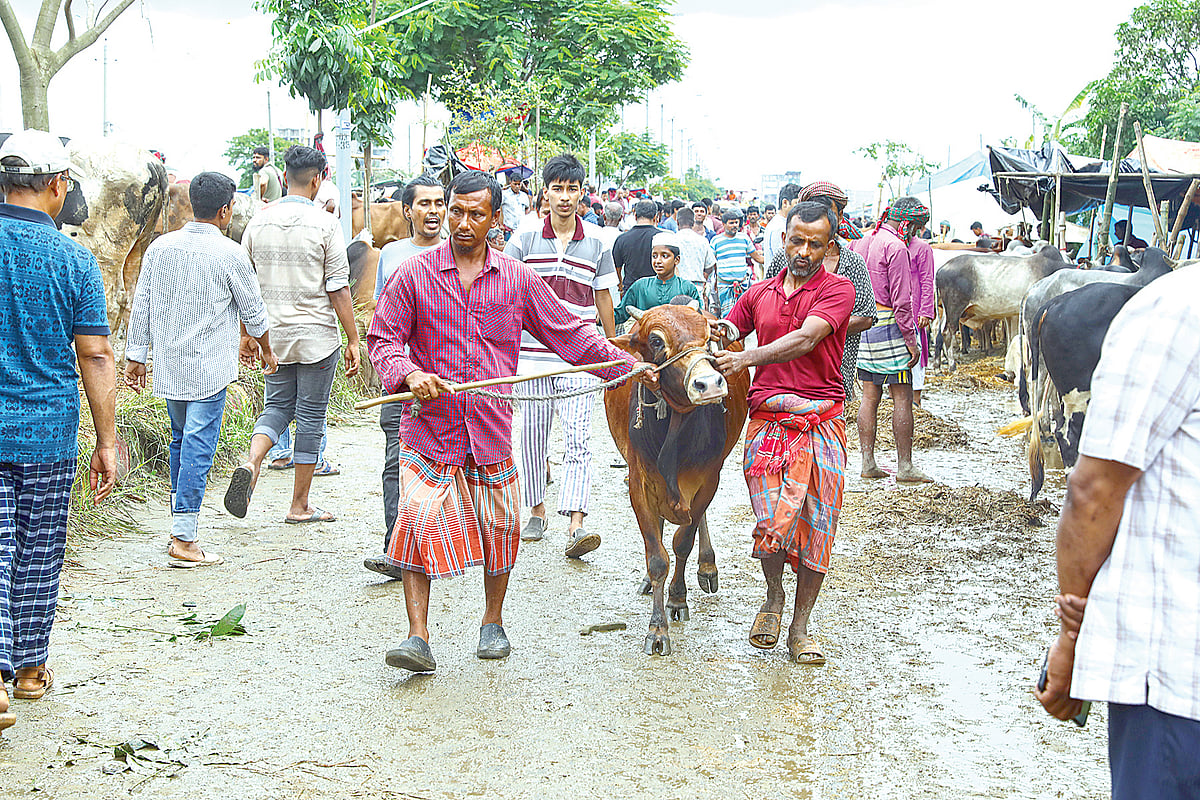 কোরবানির পশুর হাটে ছোট ও মাঝারি আকারের গরুর চাহিদা অপেক্ষাকৃত বেশি। তেমনই একটি গরু নিয়ে হাটে আসছেন এক ব্যাপারী। মঙ্গলবার রাজধানীর দিয়াবাড়ি পশুর হাটে