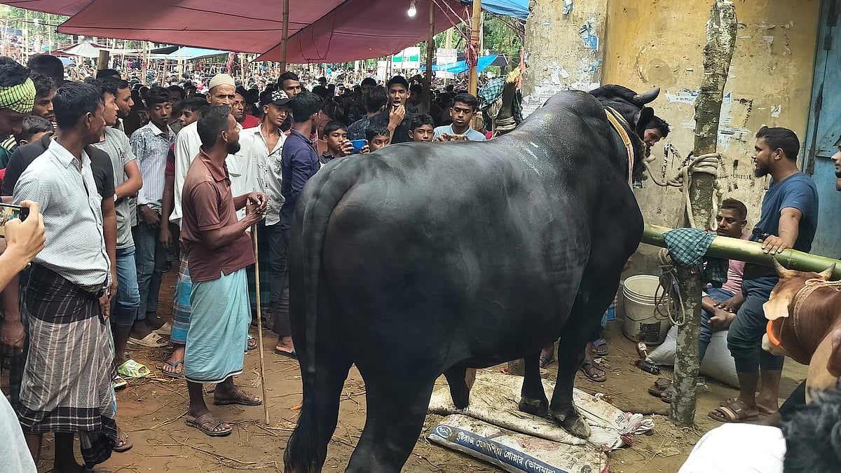 সীতাকুণ্ডের কালাবাবু নামের ২৫ মণ ওজনের গরুটিকে কোরবানির হাটে তোলা হয়েছিল। কিন্তু বিক্রি হয়নি