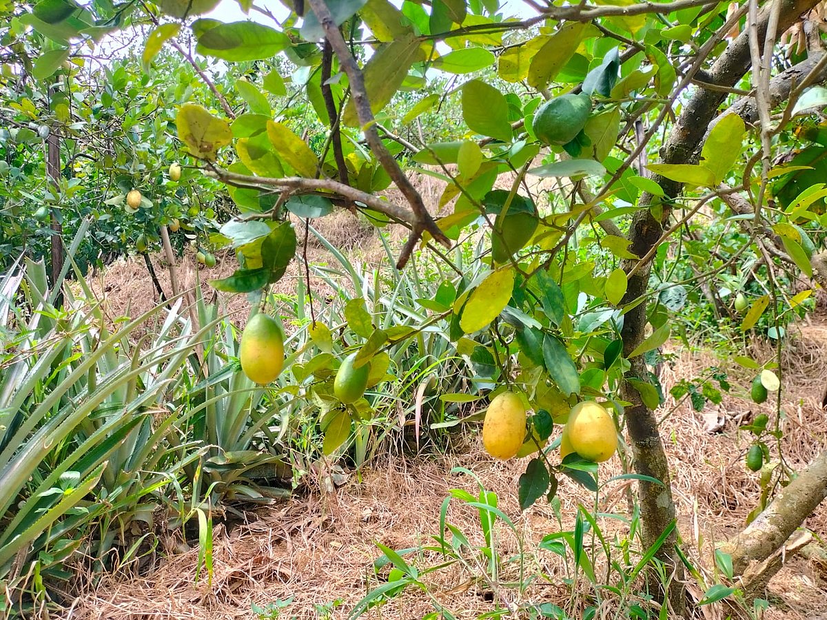 বাজারে লেবুর দাম কম। বাগানমালিকেরা লেবু না পাড়ায় গাছেই পেকে হলুদ হয়ে যাচ্ছে। রোববার সকালে মৌলভীবাজারের শ্রীমঙ্গল উপজেলার ডলুবাড়ি এলাকায়