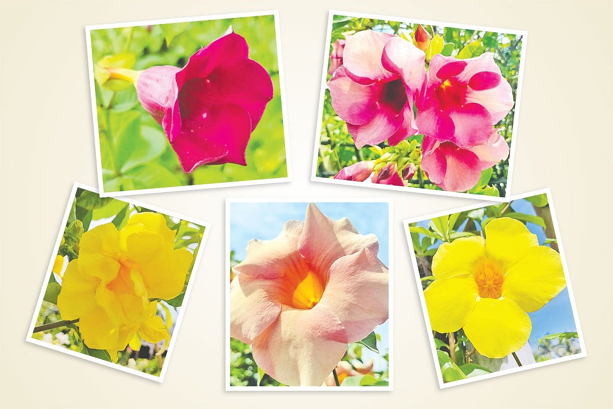 নানা রূপের অলকানন্দা ফুল ফুটেছে খুলনার বয়রায় মালঞ্চ পুষ্প কেন্দ্র নার্সারিতে