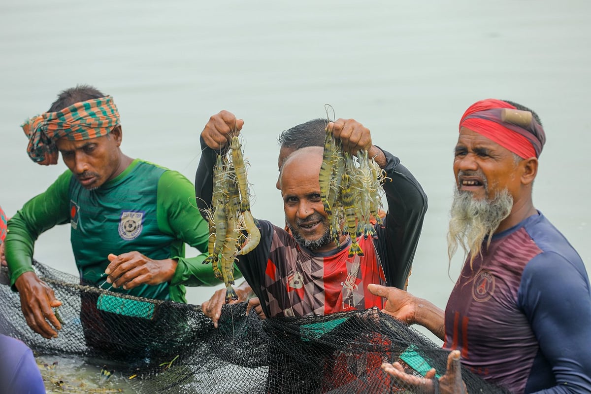 ঘেরের জলে ‘সাদা সোনা’: উপকূলের হাজার কোটি টাকার অর্থনীতি