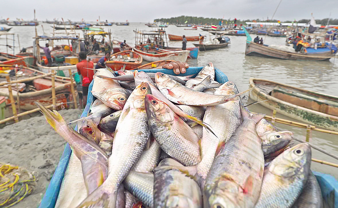 গভীর সমুদ্র থেকে এসব ইলিশ ধরে এনেছেন জেলেরা। চট্টগ্রাম নগরের রাসমণি ঘাটে