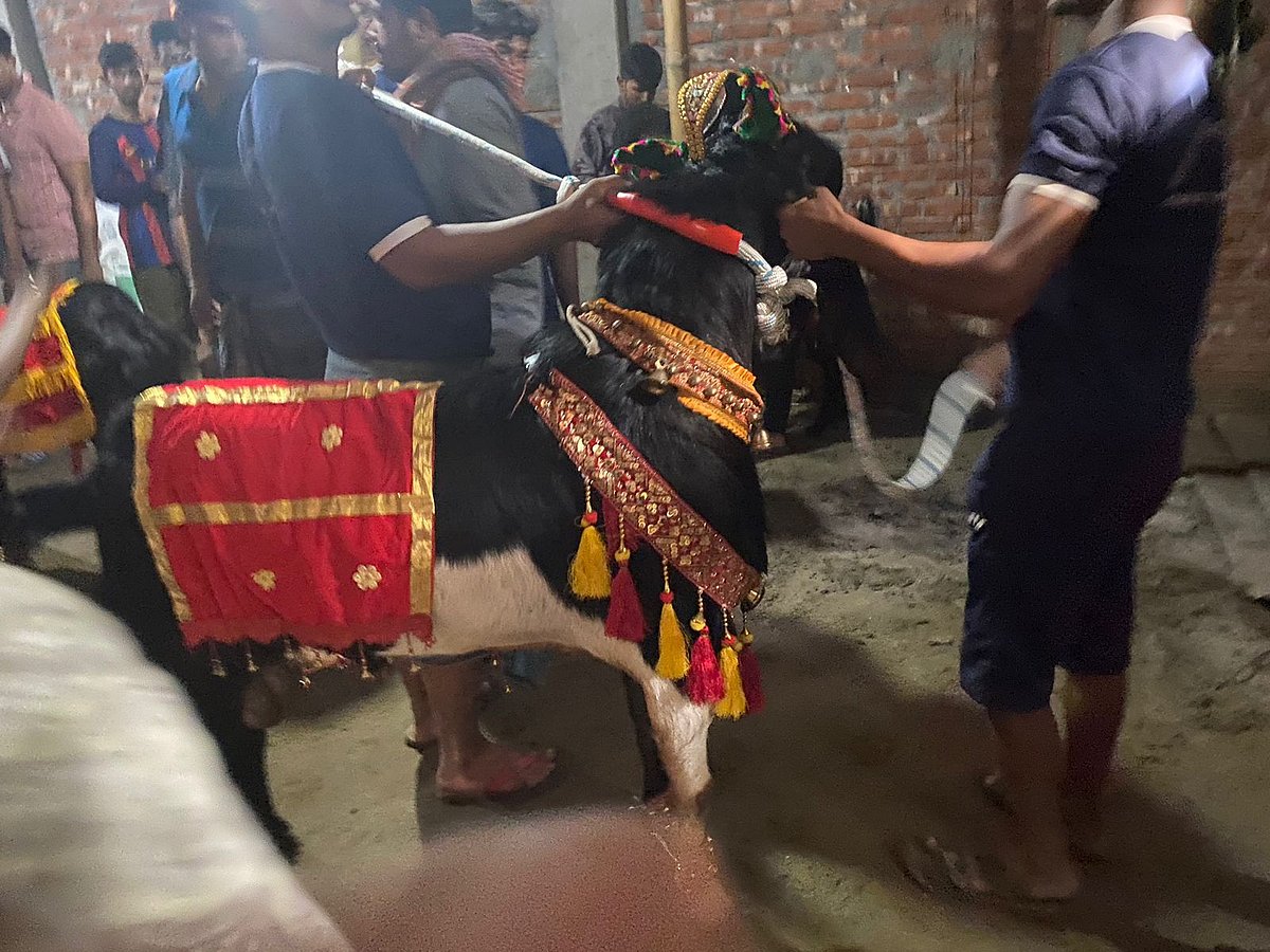 ক্রেতার হাতে তুলে দেওয়া হবে, তাই ছাগলকে এভাবে সাজানো হয়েছে। মঙ্গলবার চট্টগ্রামের পটিয়ার কমলমুন্সির হাট–সংলগ্ন চক্রশালা গ্রামে হেমন্ত দে এ আয়োজন করেন